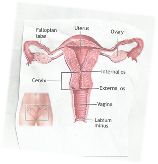 Gambarajah sistem reproduksi wanita